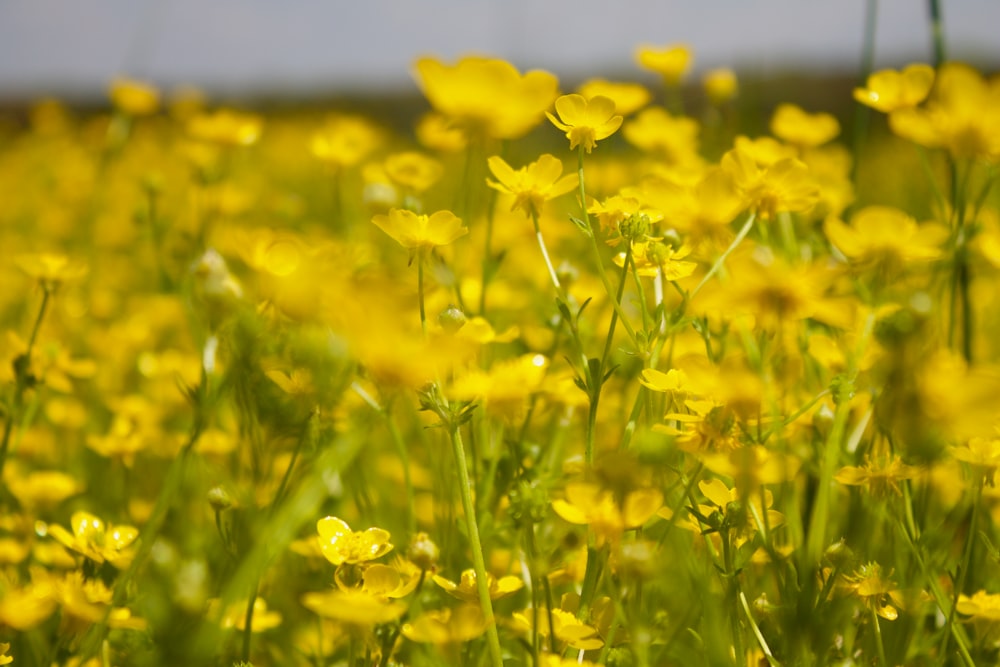 yellow flower field during daytime