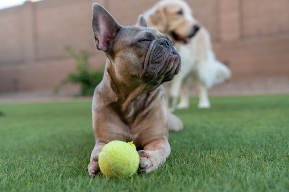 fawn pug puppy playing tennis ball on green grass field during daytime
