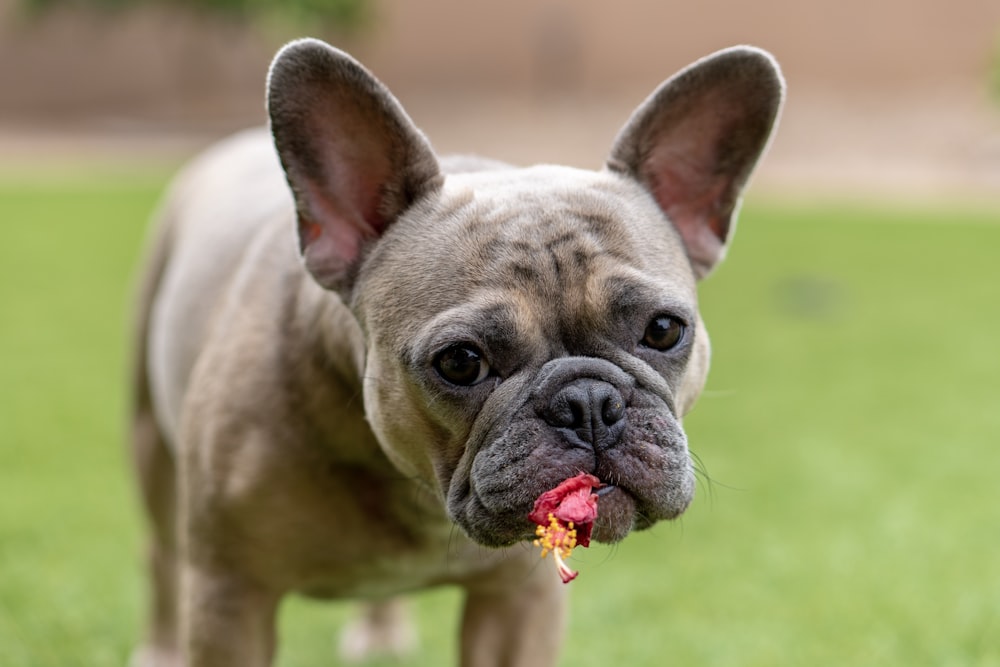 brown french bulldog puppy on green grass field during daytime