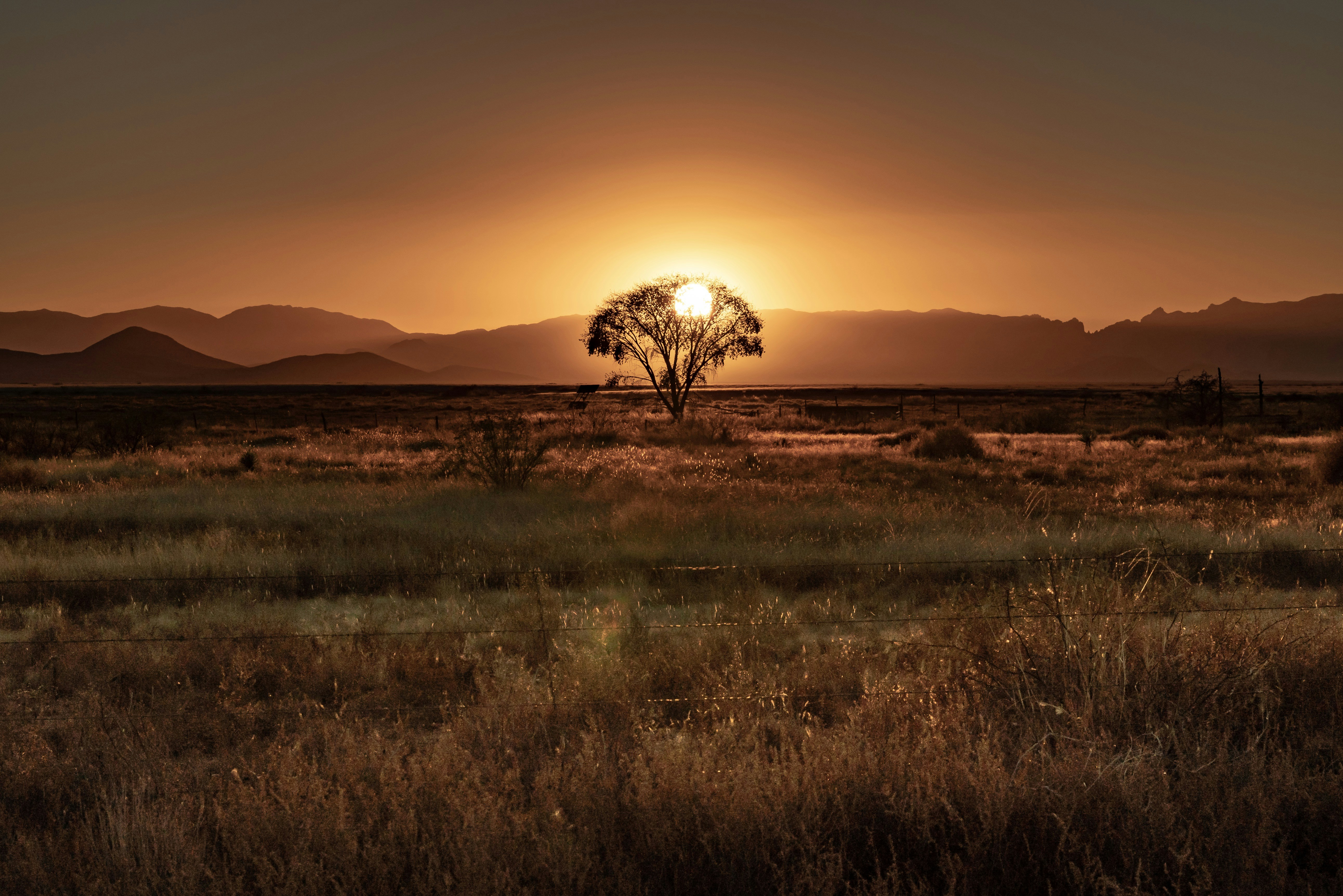 green grass field during sunset, 