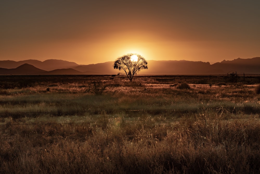 green grass field during sunset