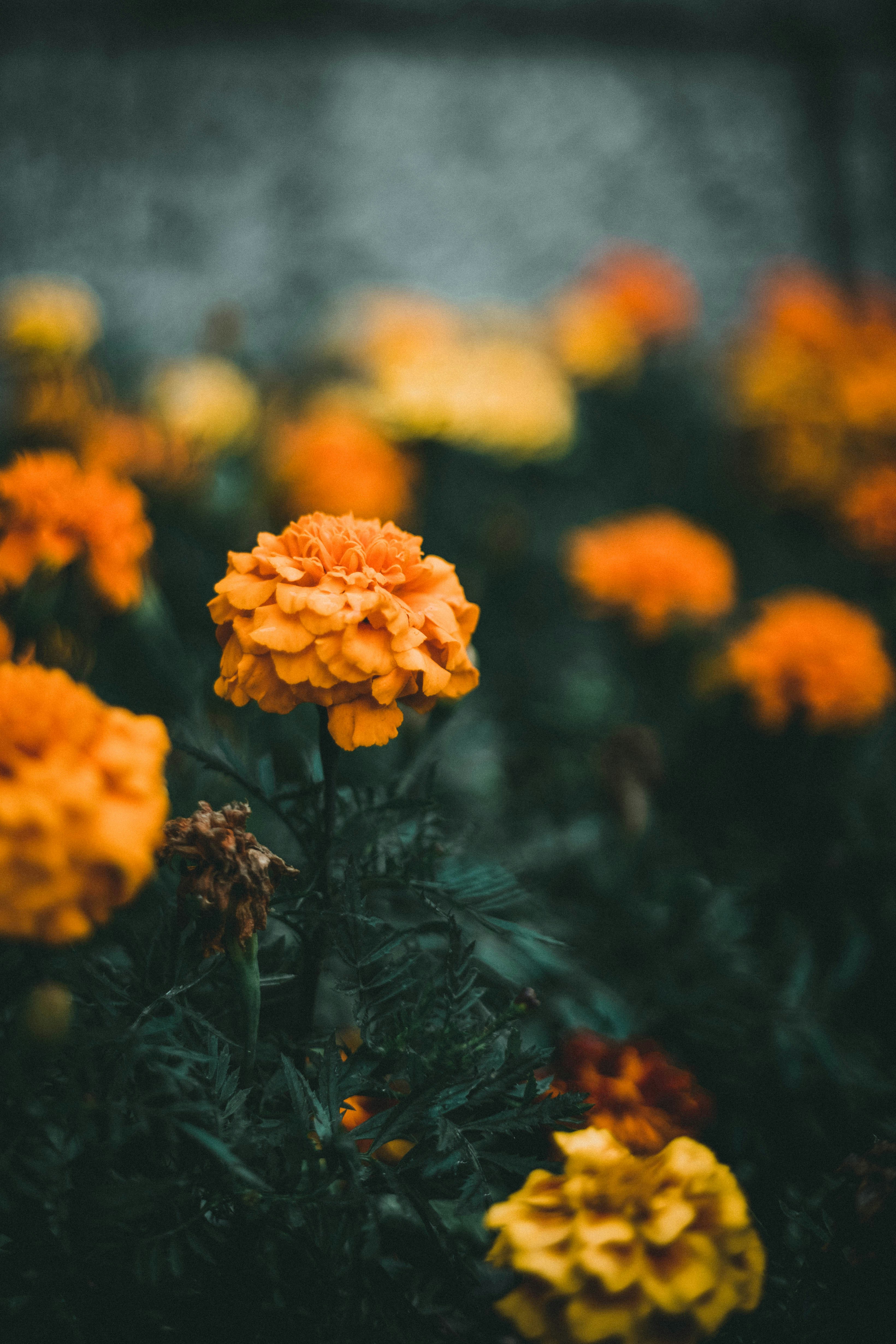 Photo by theshuttervision