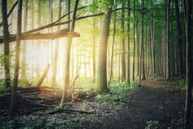 A serene forest scene with tall, dense trees creating a canopy above. Sunlight filters through the trees, casting a gentle glow on the forest floor. The path winds through the trees, inviting exploration. Fallen branches and leaves add to the natural feel.