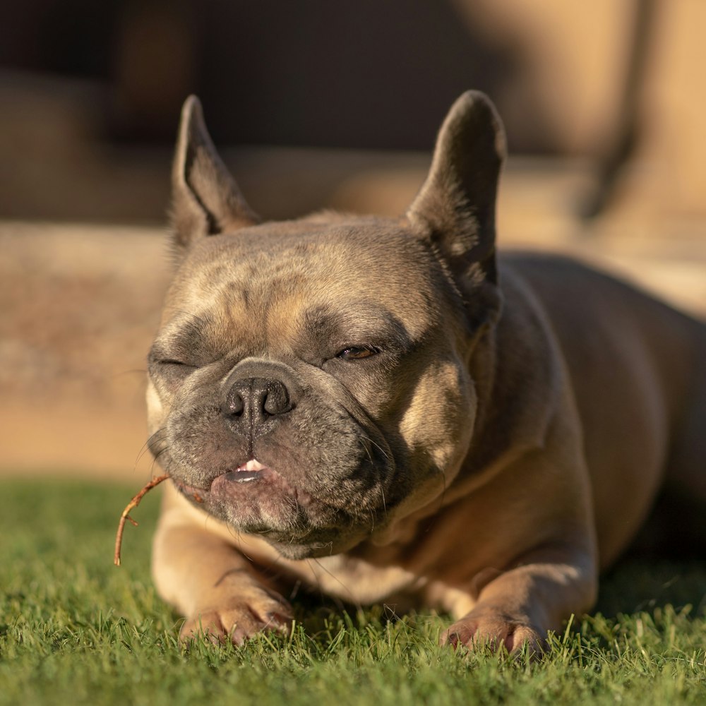 brown short coated dog lying on green grass during daytime