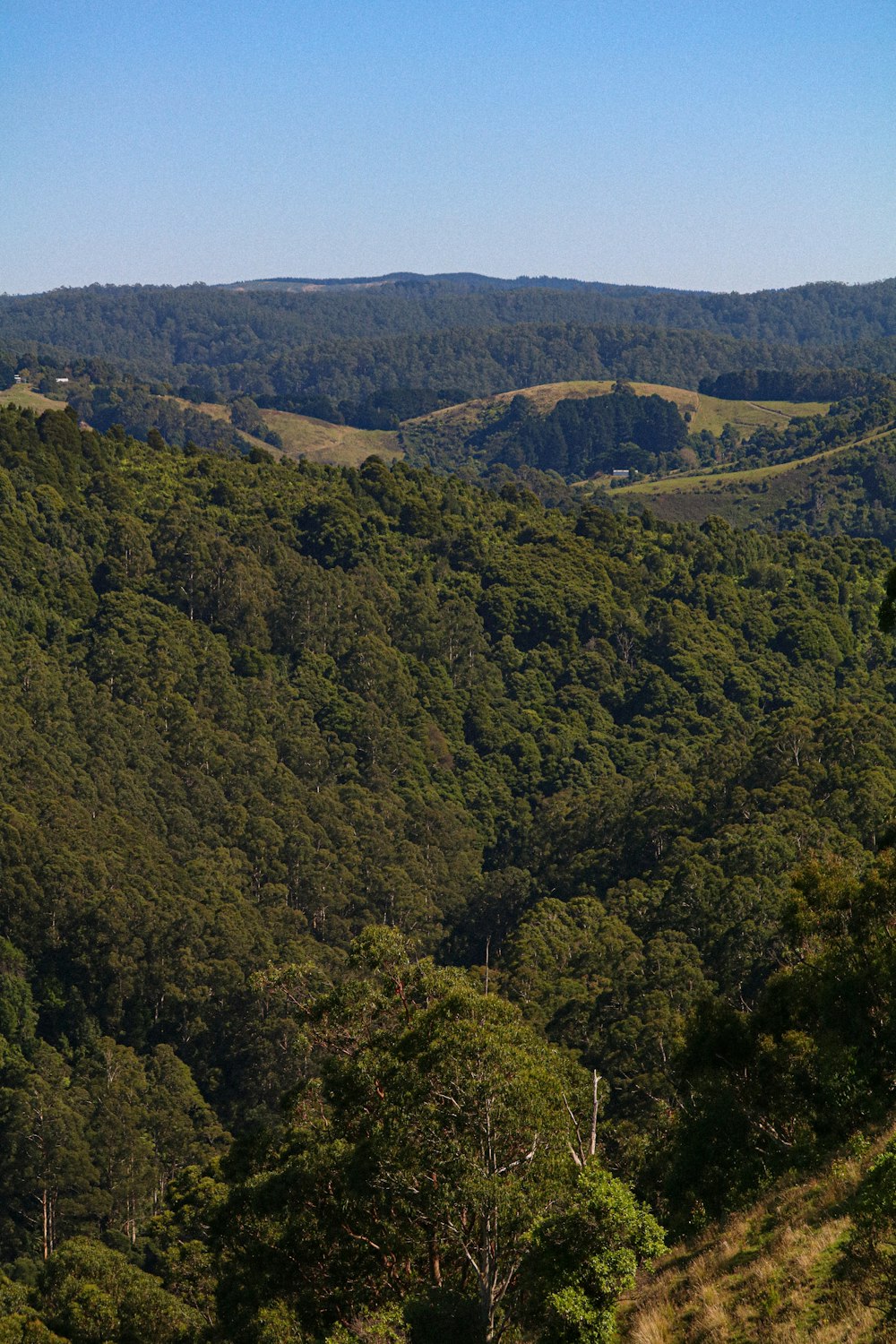 green trees on mountain during daytime