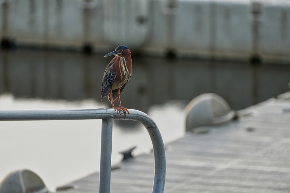 Pájaro marrón y negro sobre barra de metal gris durante el día