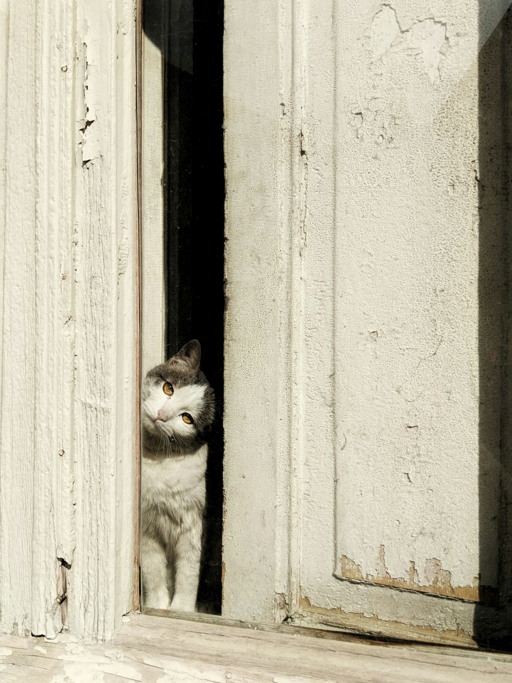 grayscale photo of tabby cat on wooden door