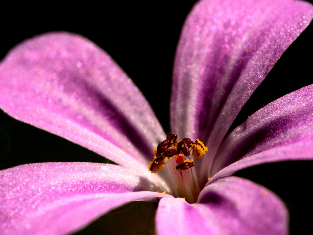 purple flower with yellow stigma