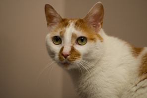 A close-up of a cat with bright eyes looking curiously at the camera.
