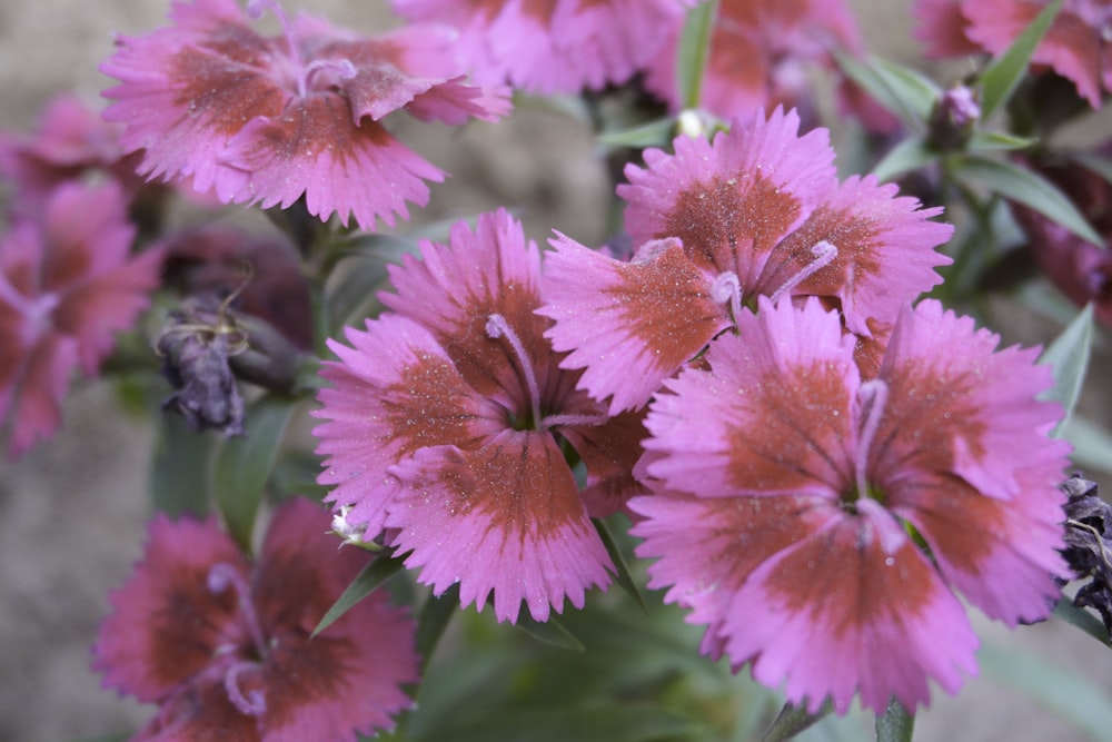 pink flowers in tilt shift lens