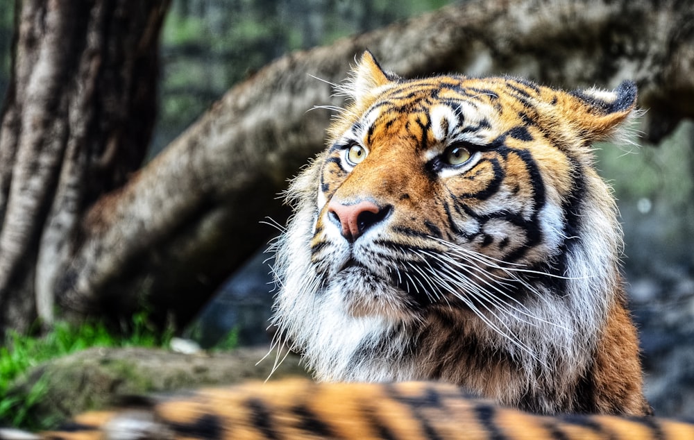 brown and black tiger lying on ground