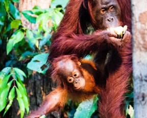 brown monkey on brown tree branch during daytime