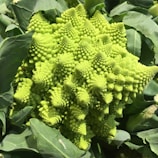 A close-up of a Romanesco broccoli with its distinctive lime green color and striking spiral patterns. The vegetable's surface is covered in intricate fractal-like florets that form a geometric, almost hypnotic arrangement. Large green leaves surround the central vegetable, adding texture and depth to the image.