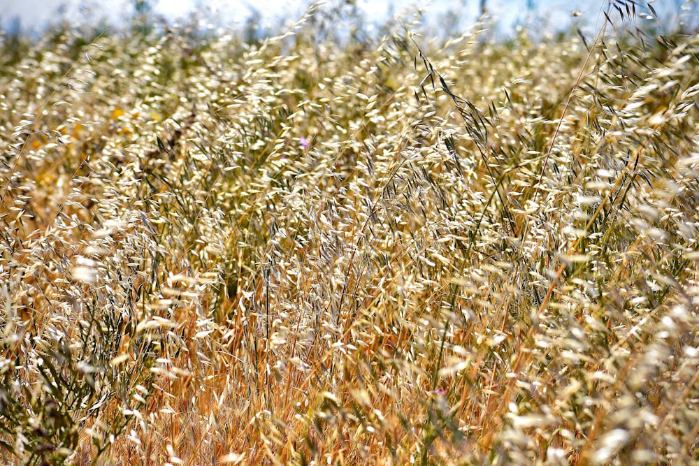 brown wheat field during daytime