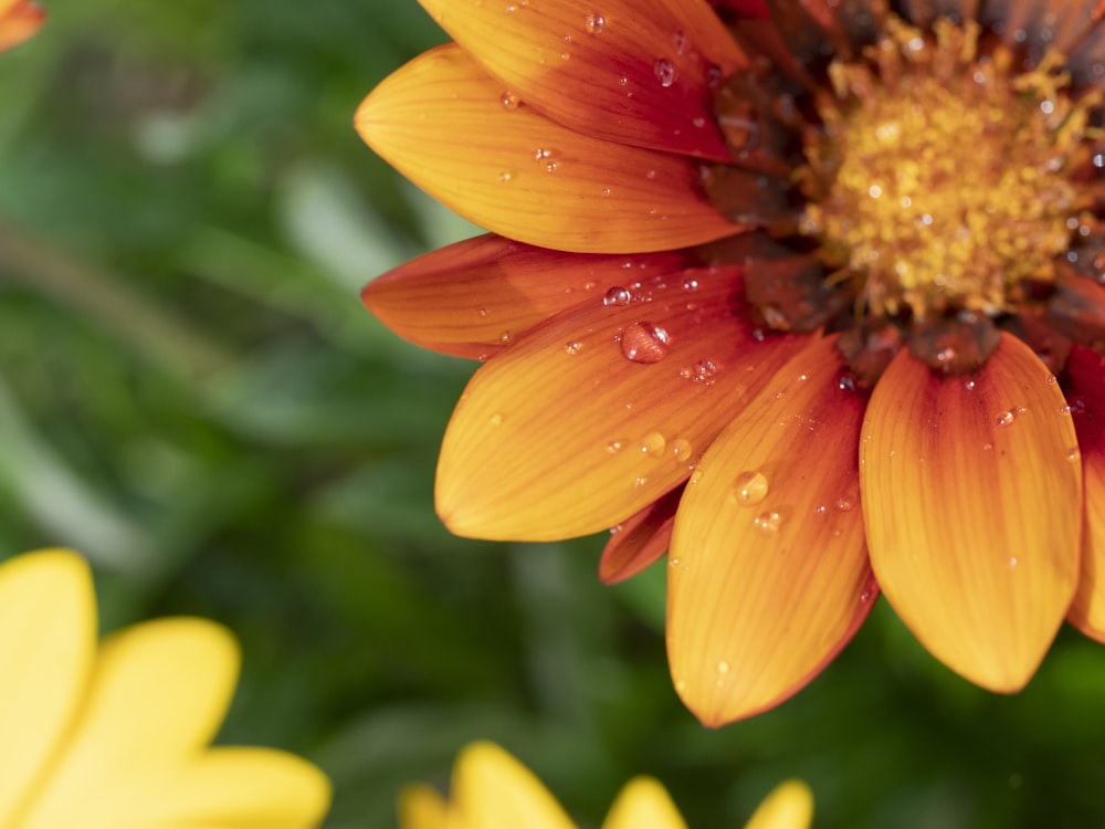 yellow flower in tilt shift lens