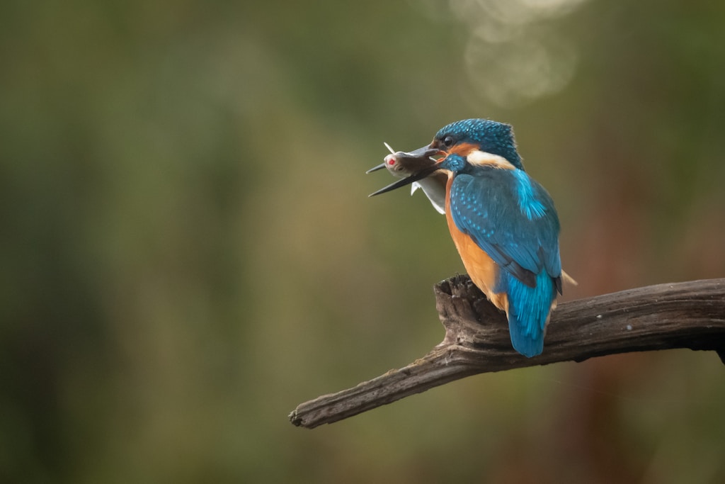 blue and brown bird on brown tree branch