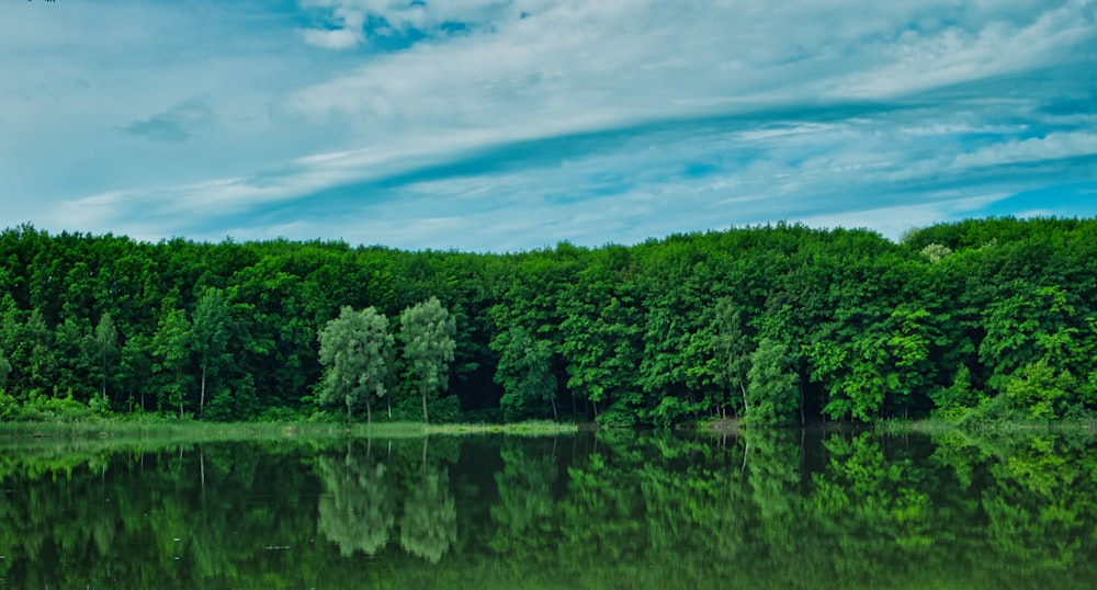 green trees beside body of water under blue sky during daytime