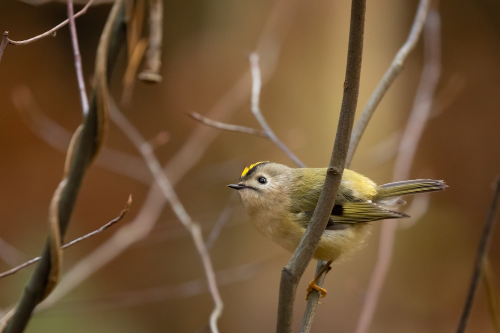 yellow and black bird on brown tree branch