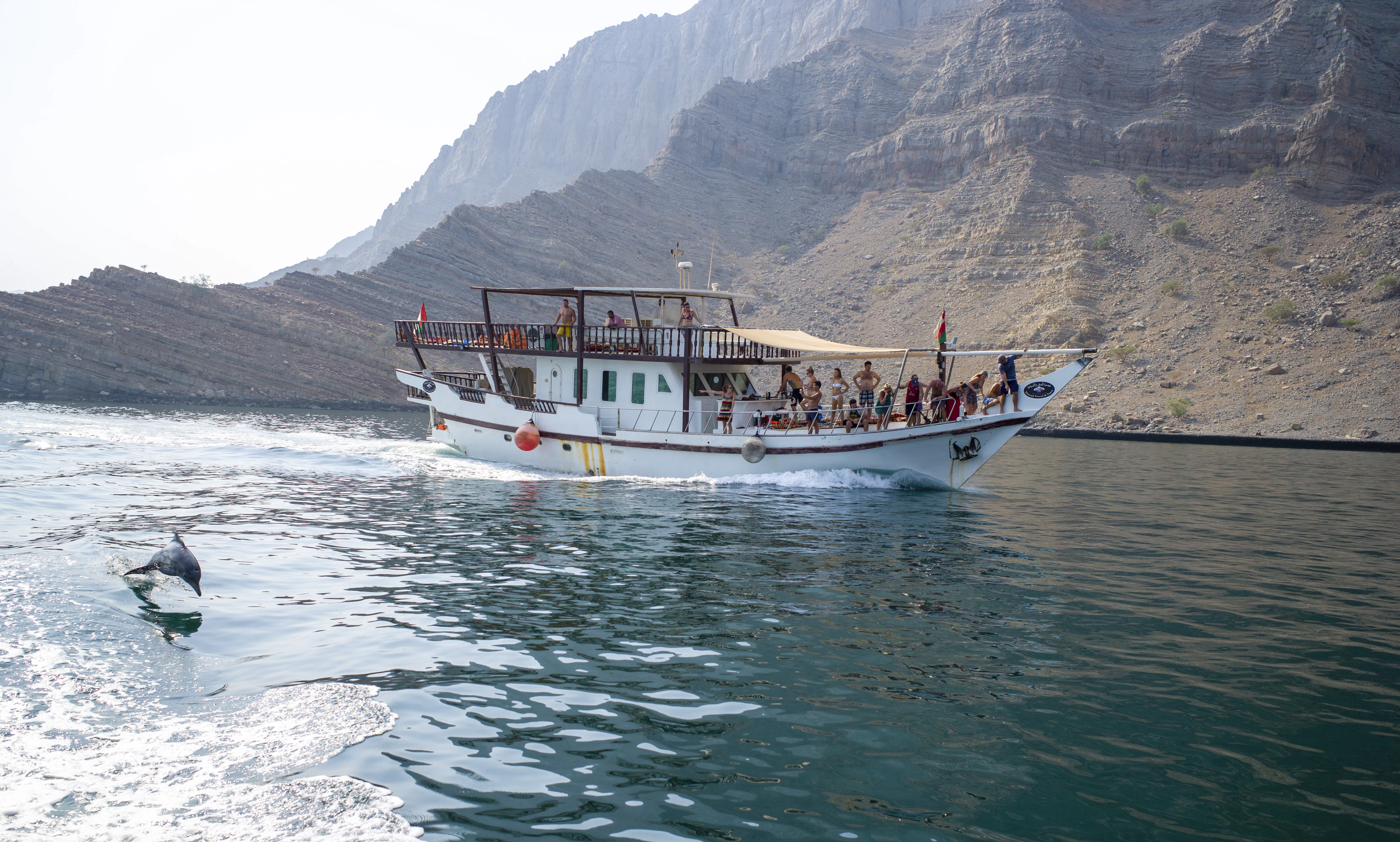 A white dhow carrying passengers through a Musandam inlet between bare mountains, with a dolphin surfacing alongside