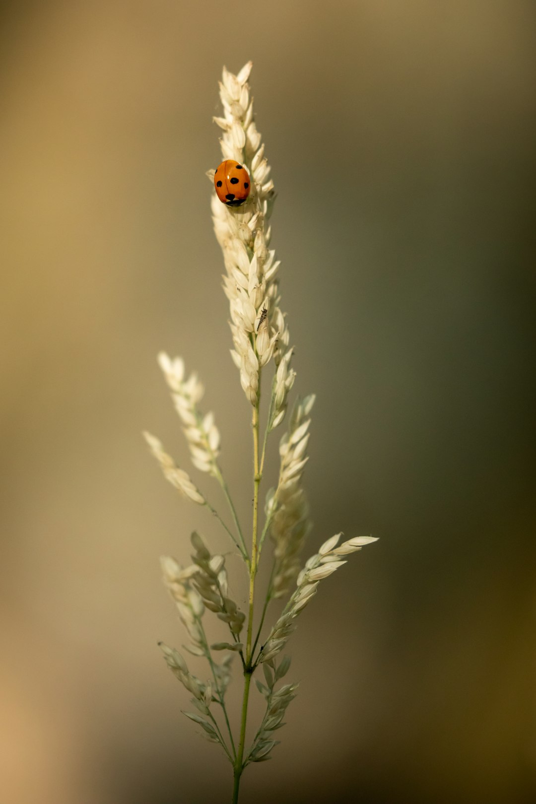 brown and black ladybug on green plant during daytime