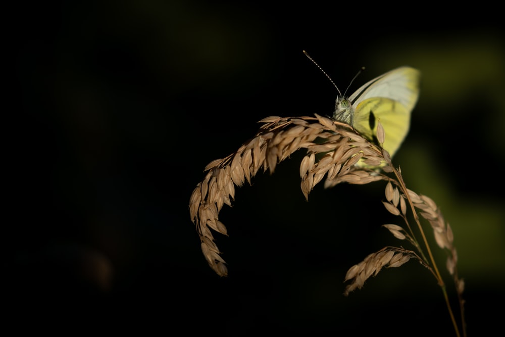 green butterfly perched on brown plant