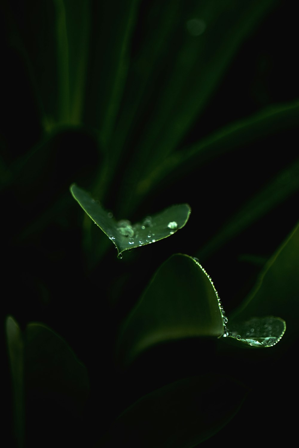 water droplets on green leaf