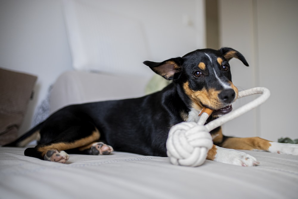 Chien de taille moyenne à poil court noir et feu couché sur textile blanc