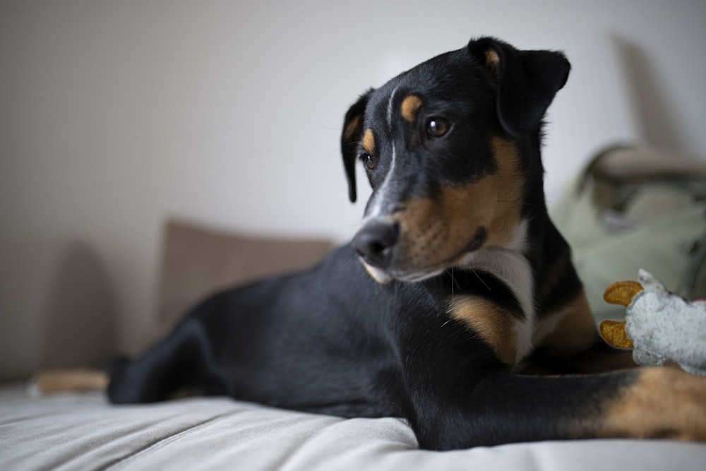 schwarzer und brauner Kurzmantel mittelgroßer Hund auf dem Bett