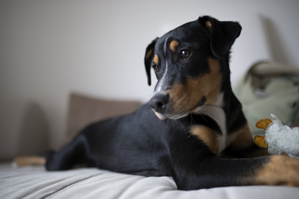 black and tan short coat medium sized dog on bed