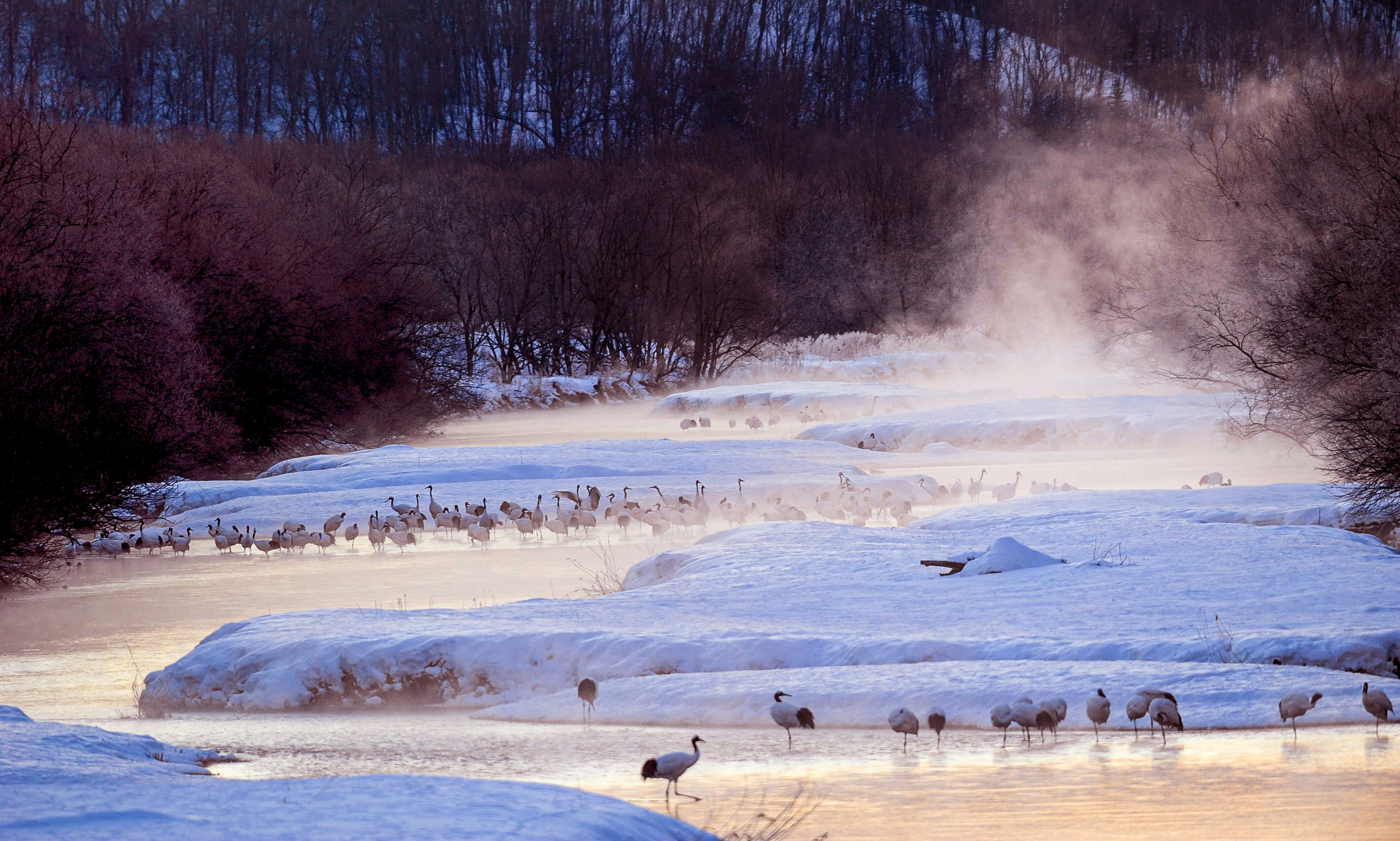 Japanese cranes in Kushiro, Japan, seen on an Holland America Line cruise. [Photo by Sammy Wong on Unsplash]
