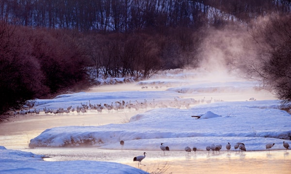 Exploring Kushiro's Authentic Cuisine: Local Dishes & Traditional Recipes