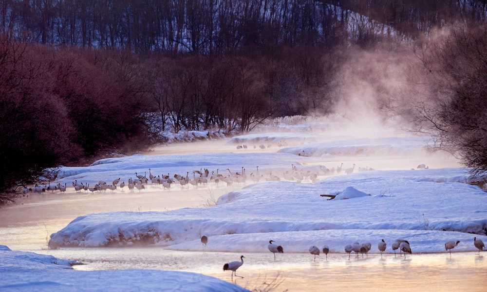 birds on snow covered ground during daytime