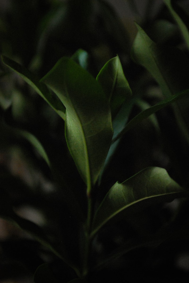 Green leaves in close up