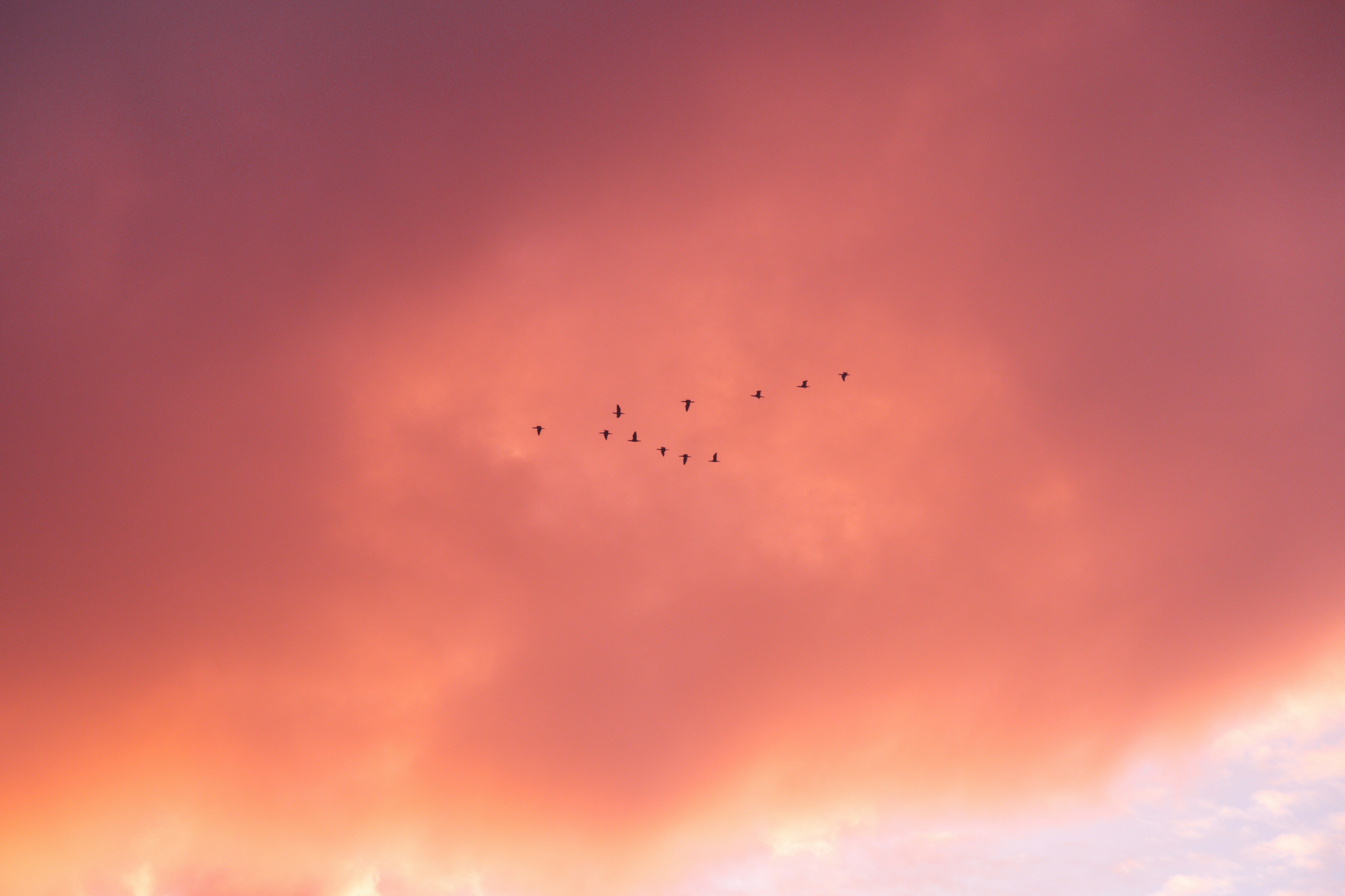 birds flying over the clouds