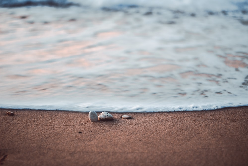 white and gray flip flops on brown sand near body of water during daytime