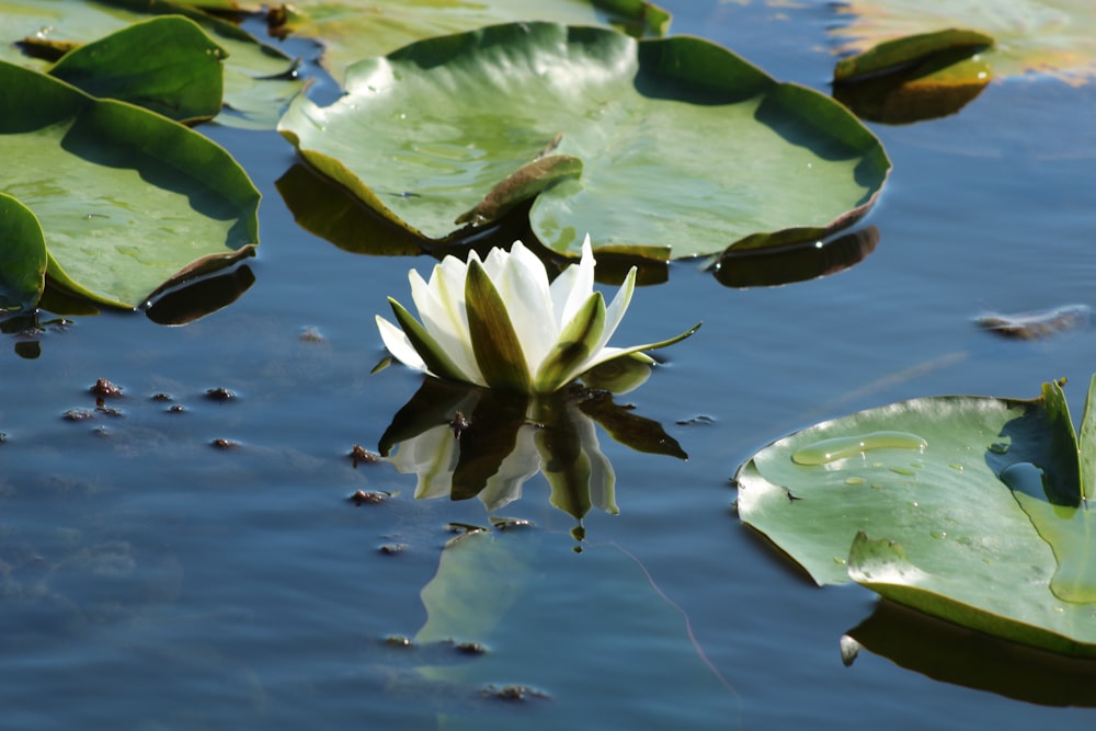 green lotus flower on water