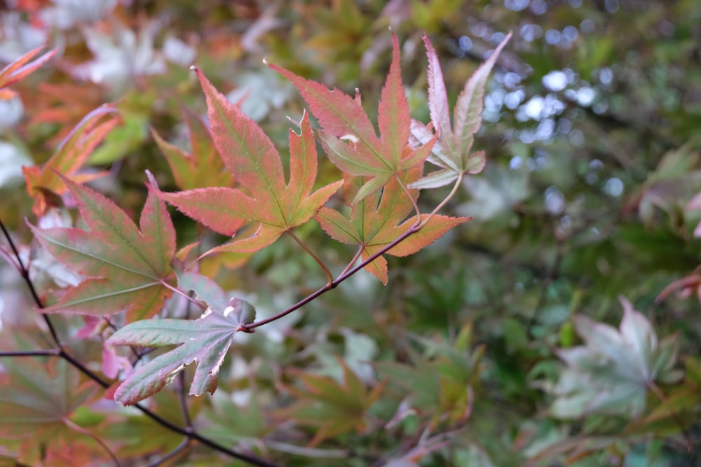 red and green leaf plant