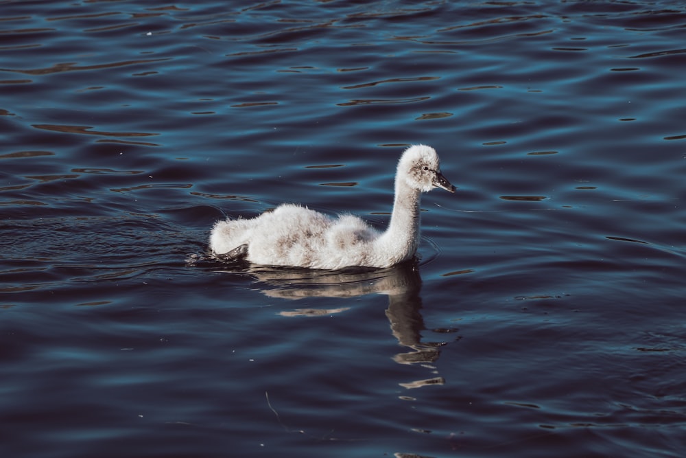 昼間の水上の白い白鳥
