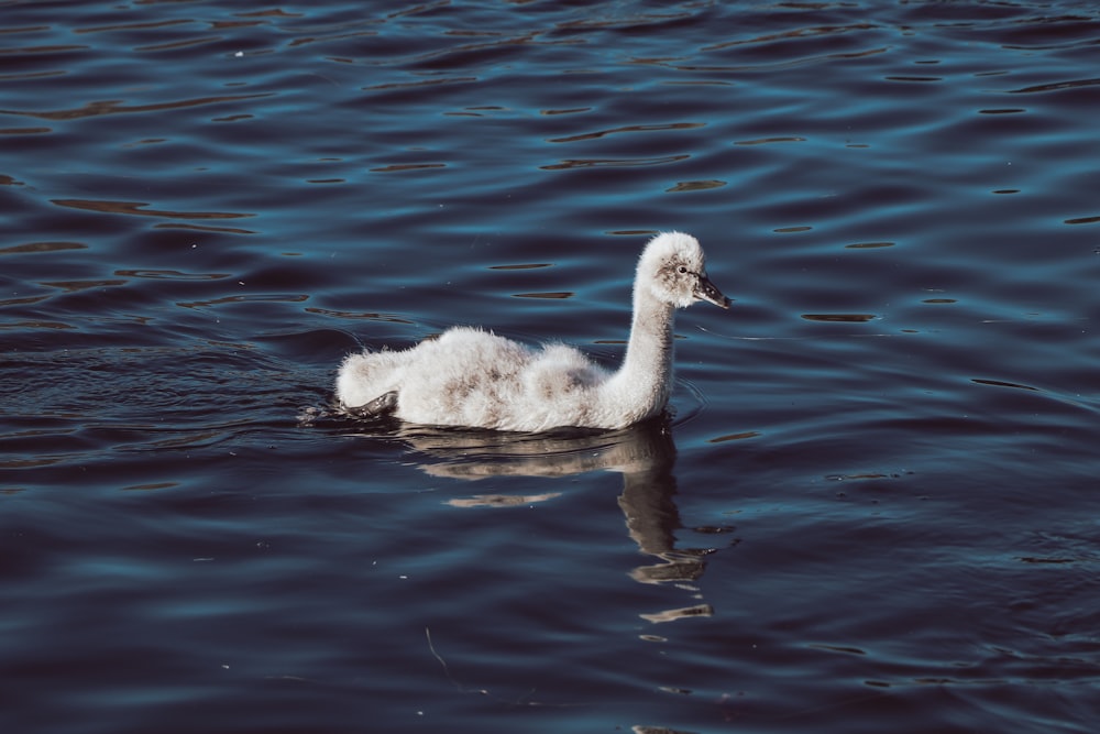 white swan on water during daytime