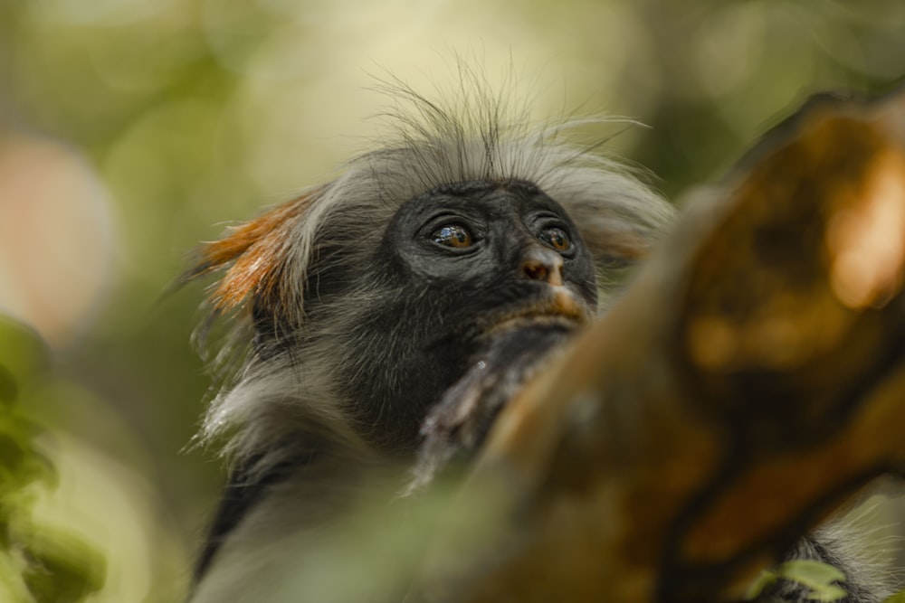 white and black monkey on brown tree branch during daytime