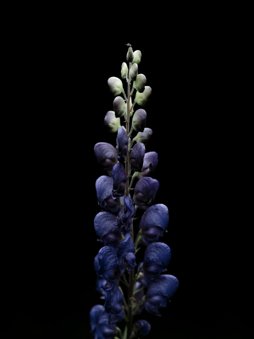 purple flower buds in black background