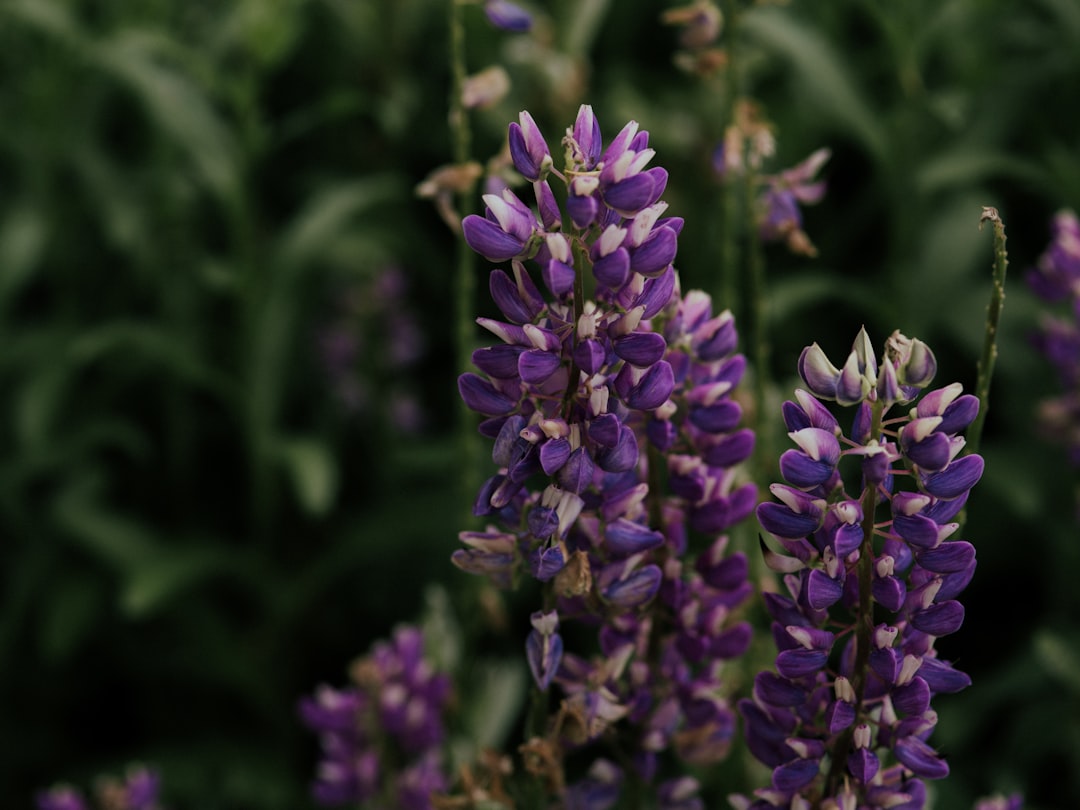 purple flower in tilt shift lens