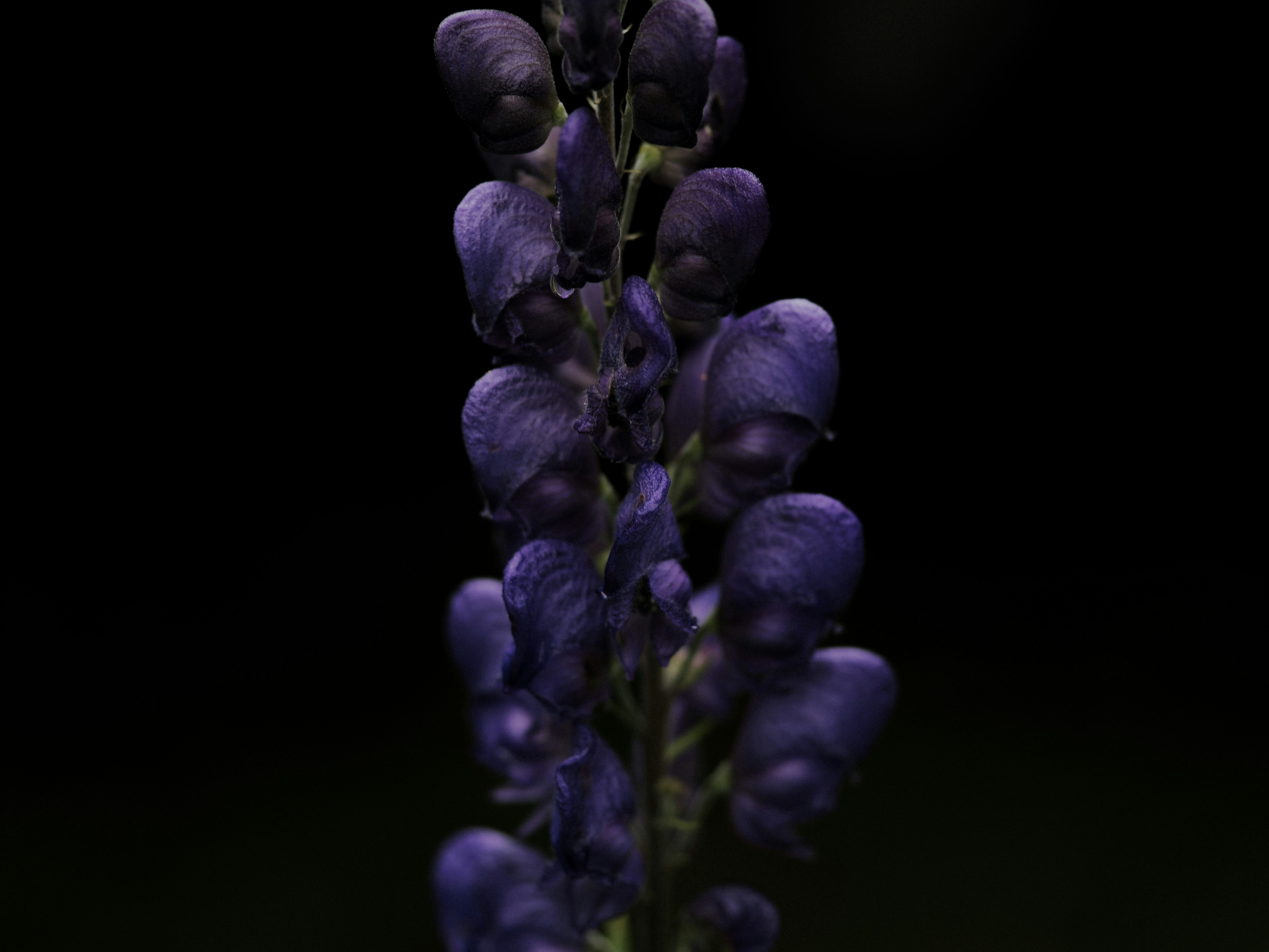 Photo by anniespratt