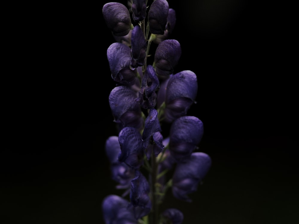 boutons floraux violets en gros plan photographie
