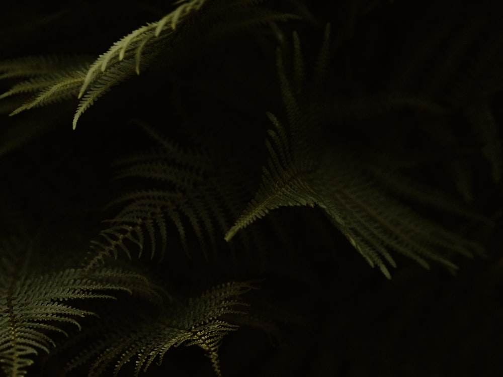 green palm plant in dark room