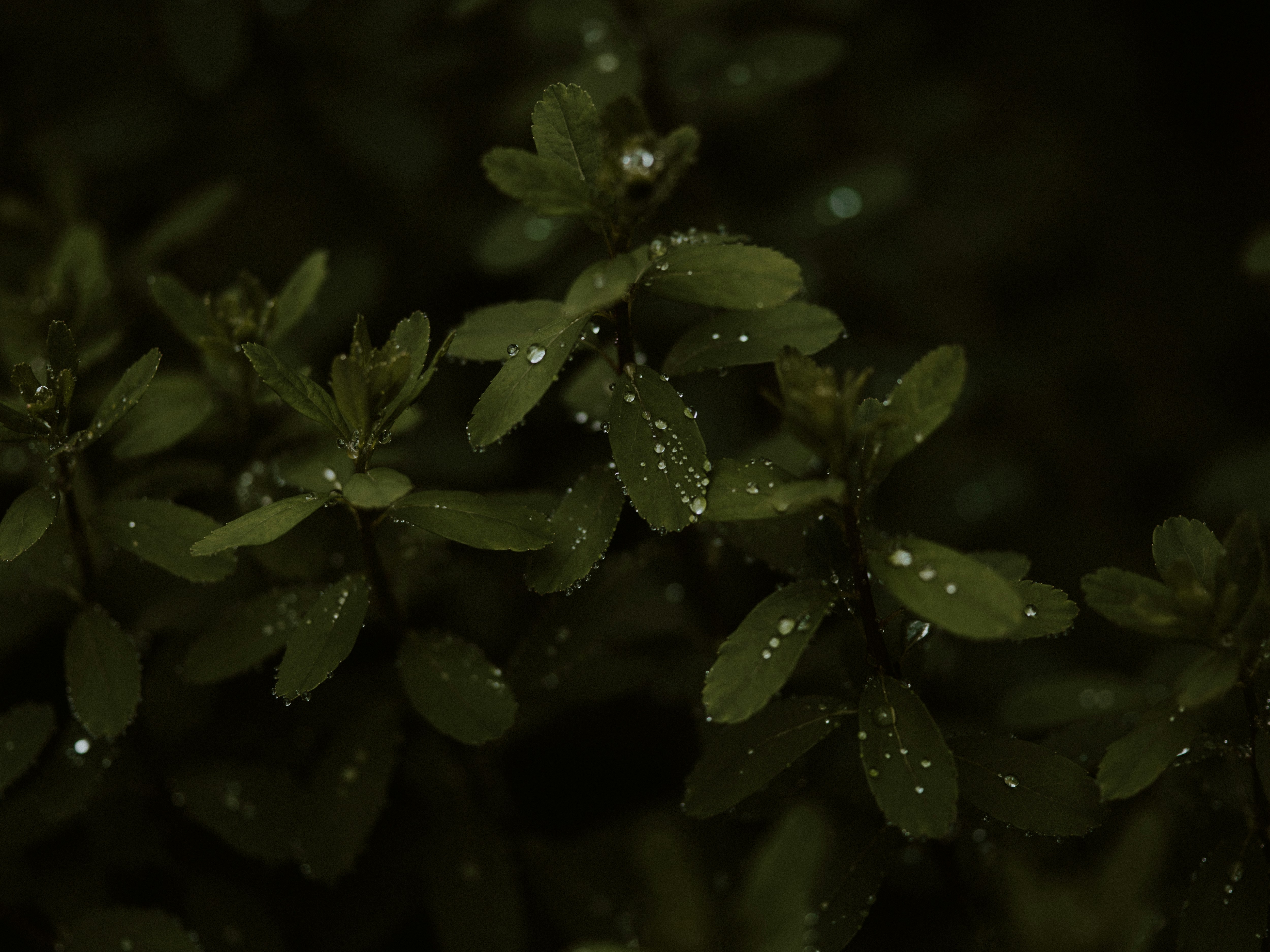 Photo by anniespratt