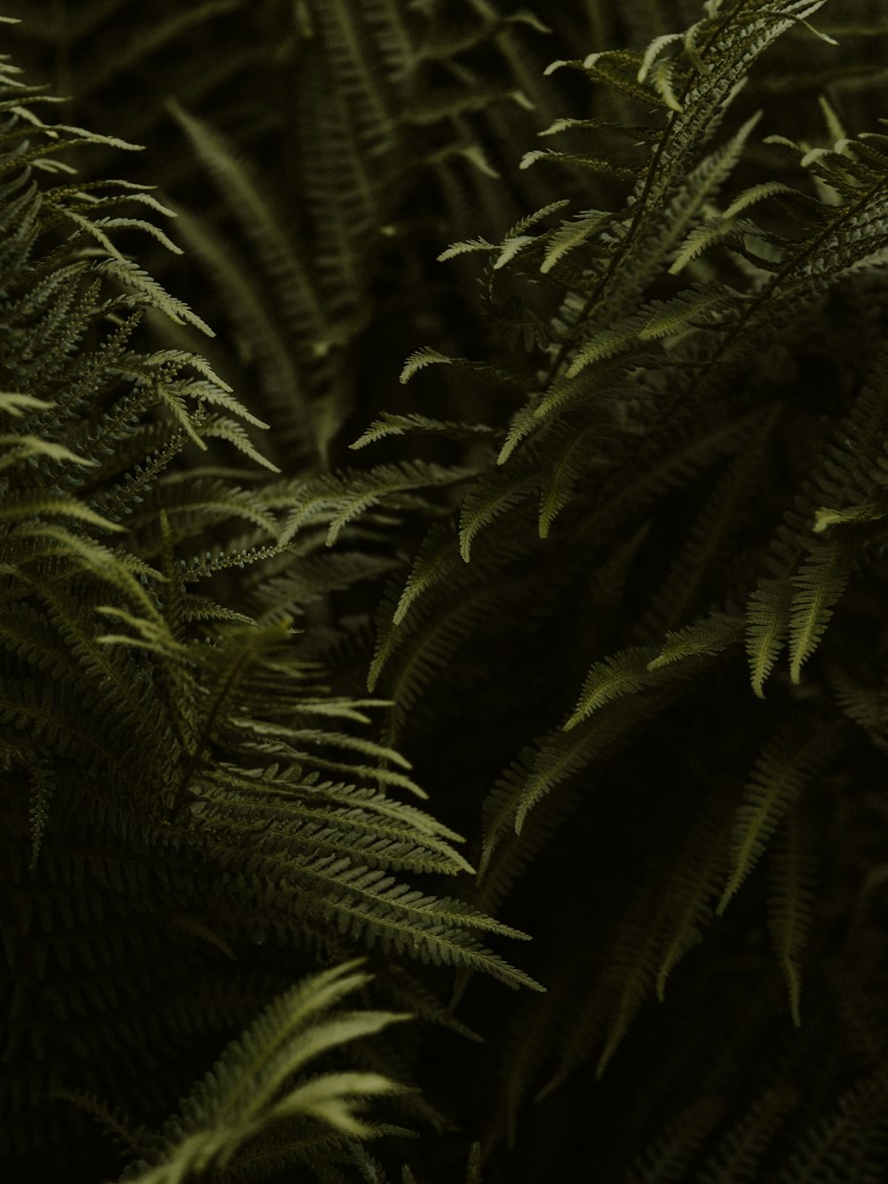 green fern plant in close up photography