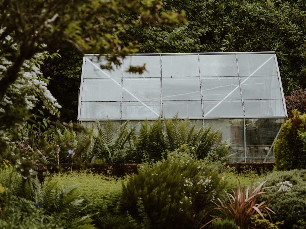 green plants and trees in greenhouse