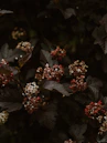 red and white flower in tilt shift lens