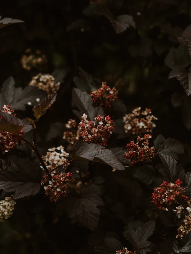 red and white flower in tilt shift lens